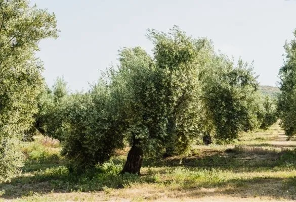 Acidez del aceite de oliva