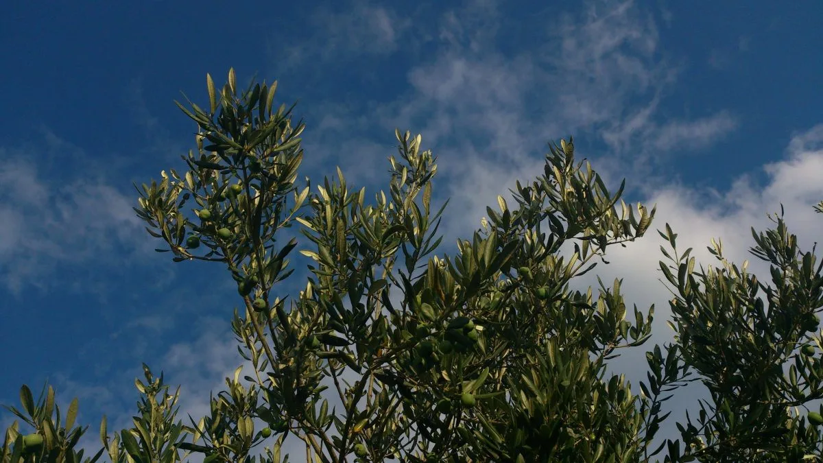 Biodiversidad campos de olivos