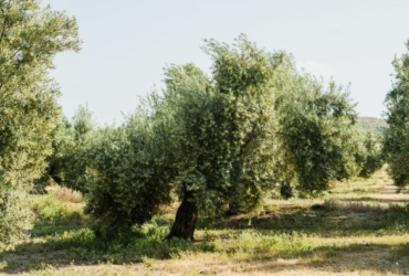 Acidez del aceite de oliva